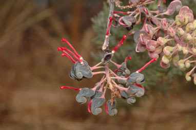 APII jpeg image of Grevillea benthamiana  © contact APII