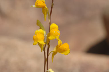 APII jpeg image of Utricularia involvens  © contact APII