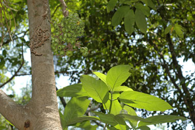 APII jpeg image of Ficus hispida  © contact APII