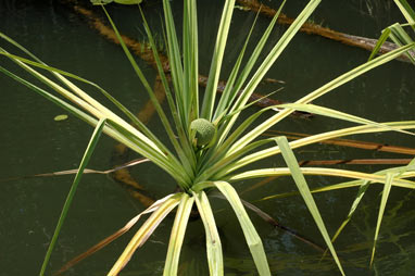 APII jpeg image of Pandanus aquaticus  © contact APII