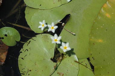 APII jpeg image of Nymphoides indica  © contact APII