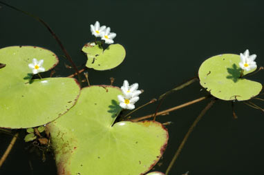 APII jpeg image of Nymphoides indica  © contact APII