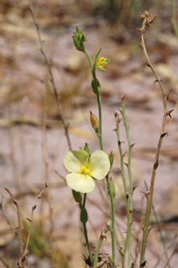 APII jpeg image of Cartonema parviflorum  © contact APII