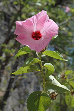 APII jpeg image of Hibiscus riceae  © contact APII