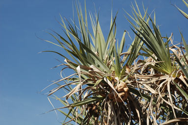 APII jpeg image of Pandanus basedowii  © contact APII