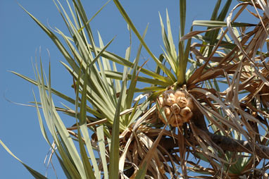 APII jpeg image of Pandanus basedowii  © contact APII