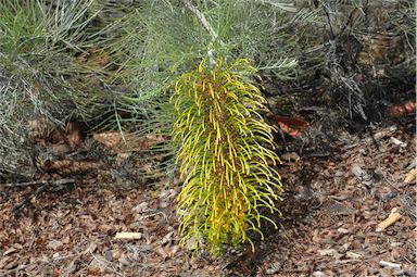 APII jpeg image of Grevillea formosa  © contact APII