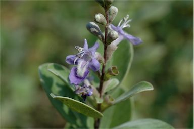 APII jpeg image of Vitex rotundifolia  © contact APII