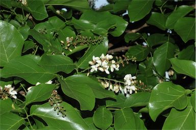 APII jpeg image of Pongamia pinnata var. pinnata  © contact APII