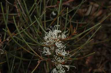 APII jpeg image of Hakea rostrata  © contact APII