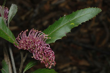 APII jpeg image of Grevillea wilkinsonii  © contact APII