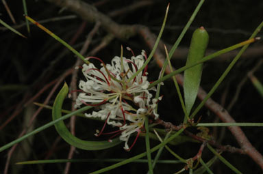 APII jpeg image of Hakea trifurcata  © contact APII