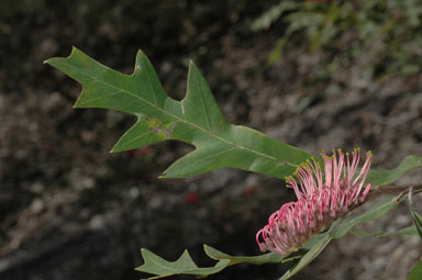 APII jpeg image of Grevillea barklyana subsp. barklyana  © contact APII