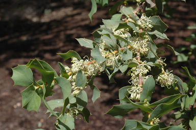 APII jpeg image of Hakea prostrata  © contact APII