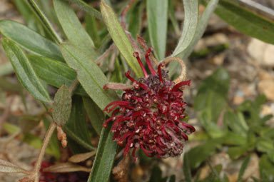 APII jpeg image of Grevillea diffusa subsp. diffusa  © contact APII