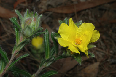 APII jpeg image of Hibbertia platyphylla subsp. major  © contact APII