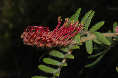 APII jpeg image of Grevillea caleyi  © contact APII