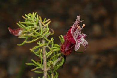 APII jpeg image of Prostanthera florifera  © contact APII