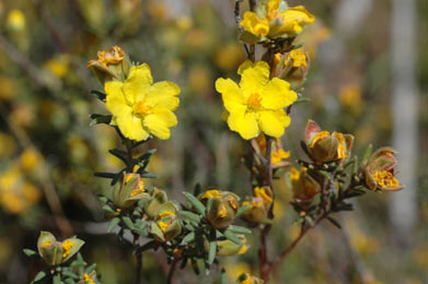 APII jpeg image of Hibbertia riparia  © contact APII