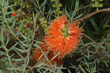 APII jpeg image of Melaleuca fulgens  © contact APII