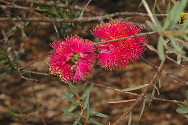 APII jpeg image of Melaleuca fulgens  © contact APII