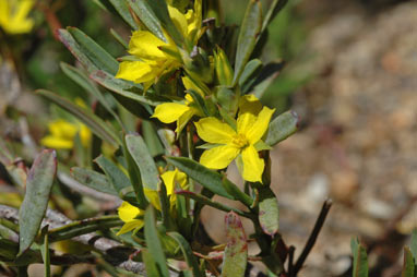 APII jpeg image of Hibbertia vaginata  © contact APII