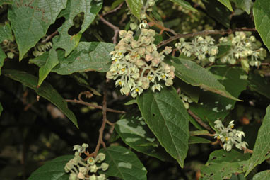 APII jpeg image of Seringia arborescens  © contact APII