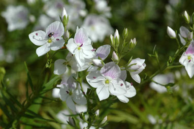 APII jpeg image of Veronica arenaria  © contact APII