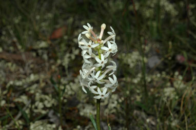 APII jpeg image of Stackhousia monogyna  © contact APII