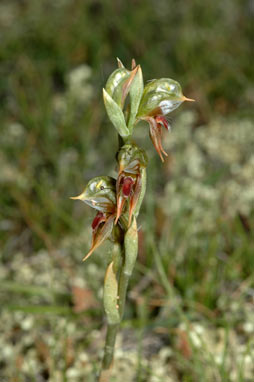 APII jpeg image of Oligochaetochilus aciculiformis  © contact APII