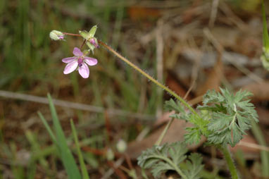 APII jpeg image of Erodium cicutarium  © contact APII