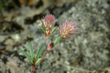 APII jpeg image of Trifolium arvense  © contact APII