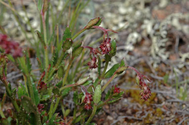 APII jpeg image of Gonocarpus tetragynus  © contact APII