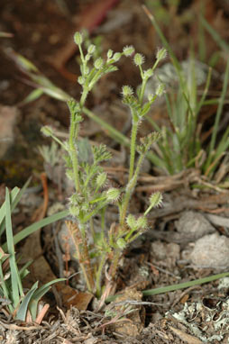 APII jpeg image of Daucus glochidiatus  © contact APII