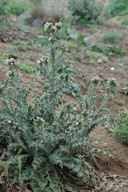 APII jpeg image of Carduus tenuiflorus  © contact APII