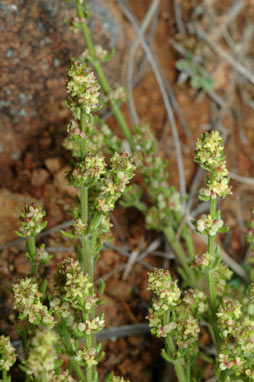 APII jpeg image of Galium gaudichaudii  © contact APII