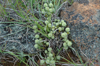 APII jpeg image of Scleranthus diander  © contact APII