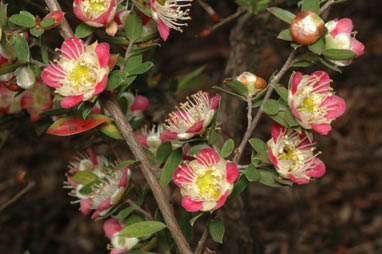 APII jpeg image of Leptospermum macrocarpum  © contact APII