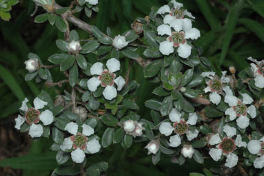 APII jpeg image of Leptospermum grandifolium  © contact APII