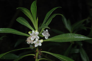 APII jpeg image of Myoporum acuminatum  © contact APII