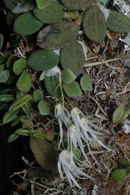 APII jpeg image of Dockrillia linguiformis  © contact APII