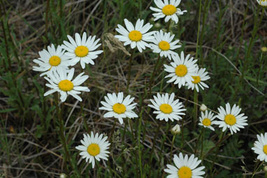 APII jpeg image of Leucanthemum vulgare  © contact APII