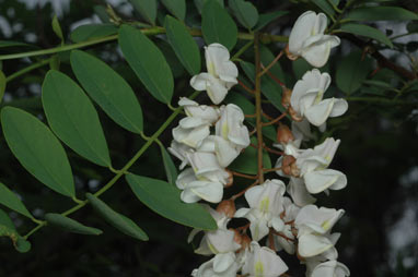 APII jpeg image of Robinia pseudoacacia  © contact APII