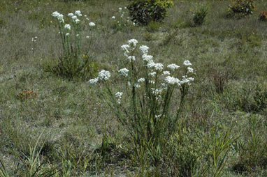 APII jpeg image of Conospermum taxifolium  © contact APII