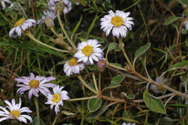 APII jpeg image of Olearia tomentosa  © contact APII