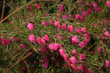 APII jpeg image of Boronia 'Carousel'  © contact APII