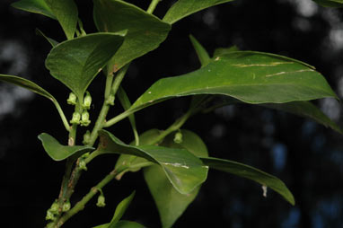 APII jpeg image of Melicytus latifolius  © contact APII