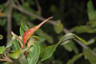 APII jpeg image of Grevillea linsmithii  © contact APII