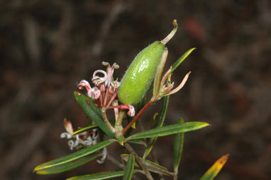 APII jpeg image of Grevillea sphacelata  © contact APII