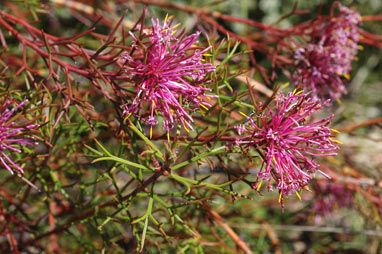 APII jpeg image of Isopogon formosus subsp. formosus  © contact APII